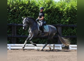 PRE Croisé, Hongre, 6 Ans, 164 cm, Gris