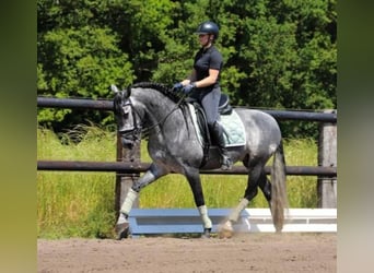 PRE Croisé, Hongre, 6 Ans, 164 cm, Gris