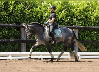 PRE Croisé, Hongre, 6 Ans, 164 cm, Gris