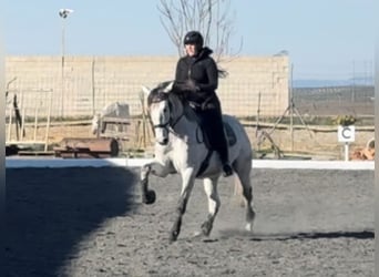PRE Croisé, Hongre, 6 Ans, 164 cm, Gris