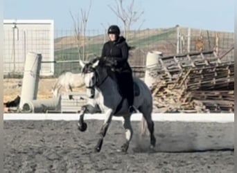 PRE Croisé, Hongre, 6 Ans, 164 cm, Gris