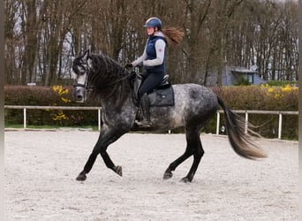 PRE Croisé, Hongre, 6 Ans, 164 cm, Gris