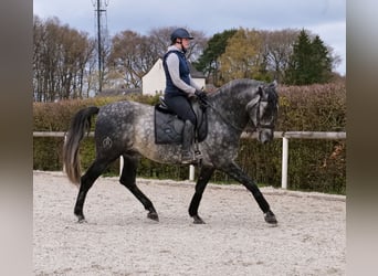 PRE Croisé, Hongre, 6 Ans, 164 cm, Gris