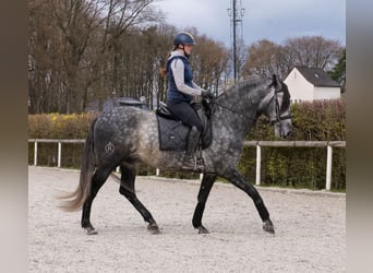 PRE Croisé, Hongre, 6 Ans, 164 cm, Gris