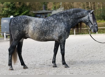 PRE Croisé, Hongre, 6 Ans, 164 cm, Gris