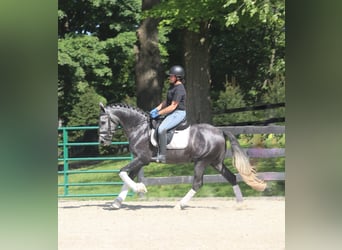 PRE Croisé, Hongre, 6 Ans, 164 cm, Gris