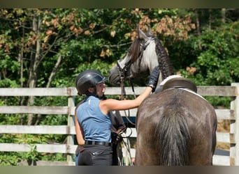 PRE Croisé, Hongre, 6 Ans, 164 cm, Gris pommelé