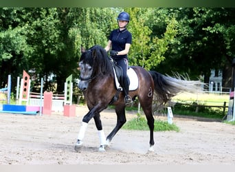 PRE Croisé, Hongre, 6 Ans, 164 cm, Gris pommelé