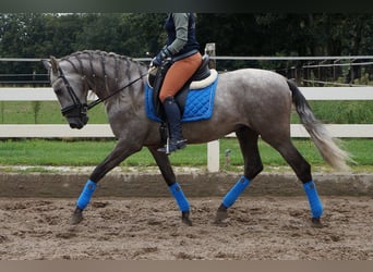 PRE Croisé, Hongre, 6 Ans, 164 cm, Gris pommelé