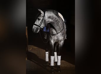 PRE Croisé, Hongre, 6 Ans, 165 cm, Gris