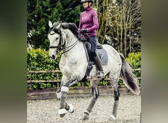 PRE Croisé, Hongre, 6 Ans, 165 cm, Gris