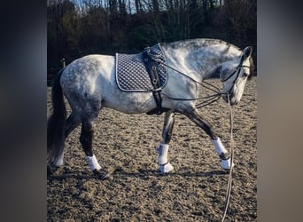 PRE Croisé, Hongre, 6 Ans, 165 cm, Gris