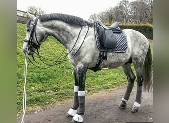 PRE Croisé, Hongre, 6 Ans, 165 cm, Gris