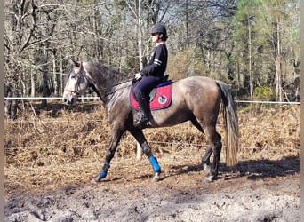PRE Croisé, Hongre, 6 Ans, 165 cm, Gris noir