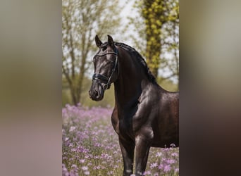 PRE Croisé, Hongre, 6 Ans, 165 cm, Noir