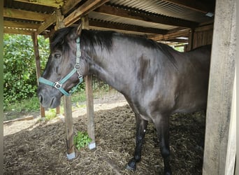 PRE, Hongre, 6 Ans, 165 cm, Noir