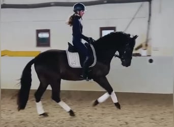 PRE Croisé, Hongre, 6 Ans, 165 cm, Noir