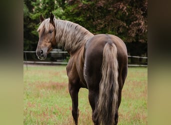 PRE Croisé, Hongre, 6 Ans, 165 cm, Palomino