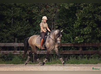 PRE, Hongre, 6 Ans, 166 cm, Buckskin