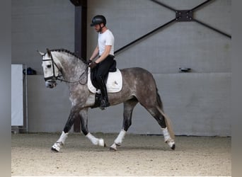 PRE Croisé, Hongre, 6 Ans, 166 cm, Gris