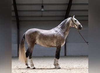 PRE, Hongre, 6 Ans, 166 cm, Gris