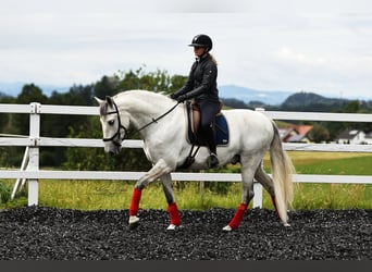 PRE Croisé, Hongre, 6 Ans, 166 cm, Gris