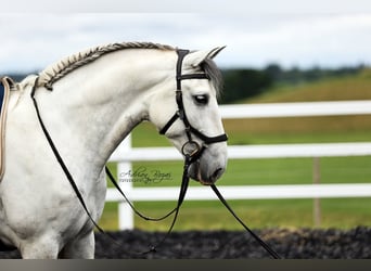 PRE Croisé, Hongre, 6 Ans, 166 cm, Gris