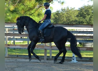 PRE, Hongre, 6 Ans, 166 cm, Noir