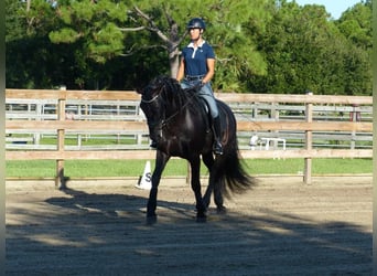 PRE, Hongre, 6 Ans, 166 cm, Noir