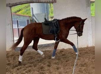 PRE Croisé, Hongre, 6 Ans, 167 cm, Alezan brûlé