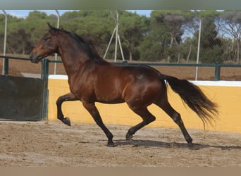 PRE Croisé, Hongre, 6 Ans, 167 cm, Bai