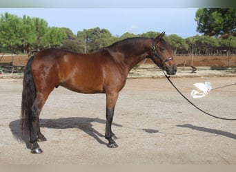 PRE Croisé, Hongre, 6 Ans, 167 cm, Bai