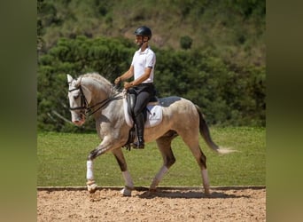 PRE, Hongre, 6 Ans, 167 cm, Gris