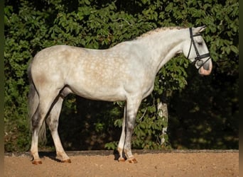 PRE, Hongre, 6 Ans, 167 cm, Gris