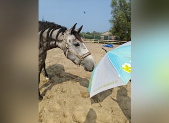 PRE Croisé, Hongre, 6 Ans, 167 cm, Gris