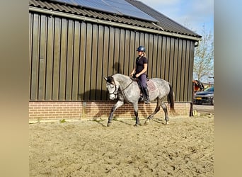 PRE Croisé, Hongre, 6 Ans, 167 cm, Gris