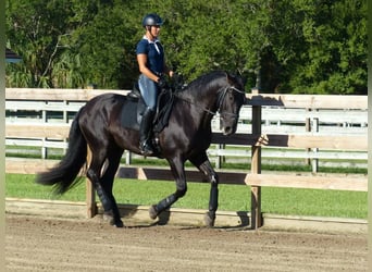 PRE Croisé, Hongre, 6 Ans, 167 cm, Noir