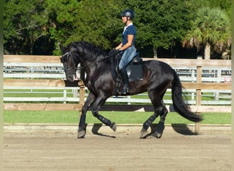PRE Croisé, Hongre, 6 Ans, 167 cm, Noir