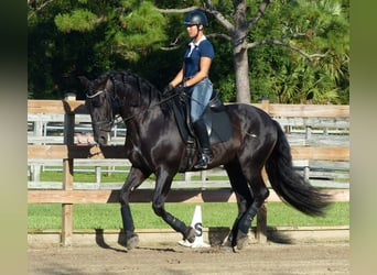 PRE Croisé, Hongre, 6 Ans, 167 cm, Noir