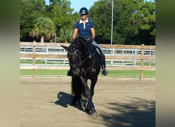 PRE Croisé, Hongre, 6 Ans, 167 cm, Noir