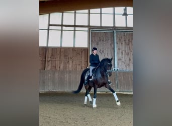 PRE, Hongre, 6 Ans, 168 cm, Bai brun