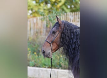 PRE, Hongre, 6 Ans, 168 cm, Bai brun