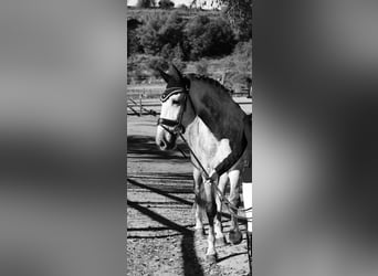 PRE Croisé, Hongre, 6 Ans, 168 cm, Gris