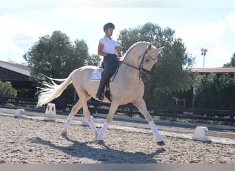 PRE Croisé, Hongre, 6 Ans, 168 cm, Palomino
