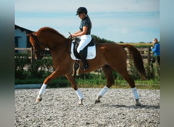 PRE Croisé, Hongre, 6 Ans, 169 cm, Bai clair