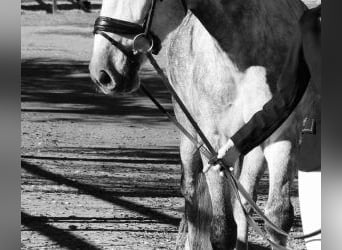 PRE Croisé, Hongre, 6 Ans, 169 cm, Gris