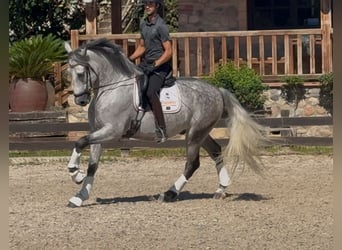 PRE, Hongre, 6 Ans, 169 cm, Gris pommelé
