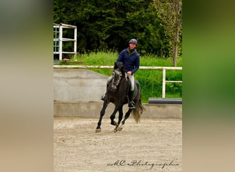 PRE, Hongre, 6 Ans, 170 cm, Gris noir