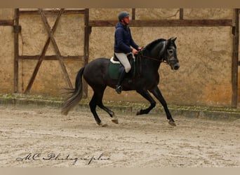 PRE, Hongre, 6 Ans, 170 cm, Gris noir