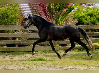 PRE, Hongre, 6 Ans, 170 cm, Gris noir